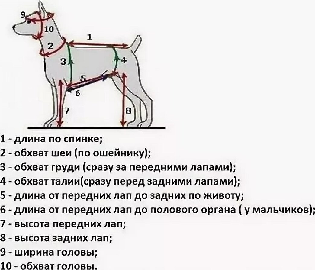 Мерки с собаки для пошива одежды