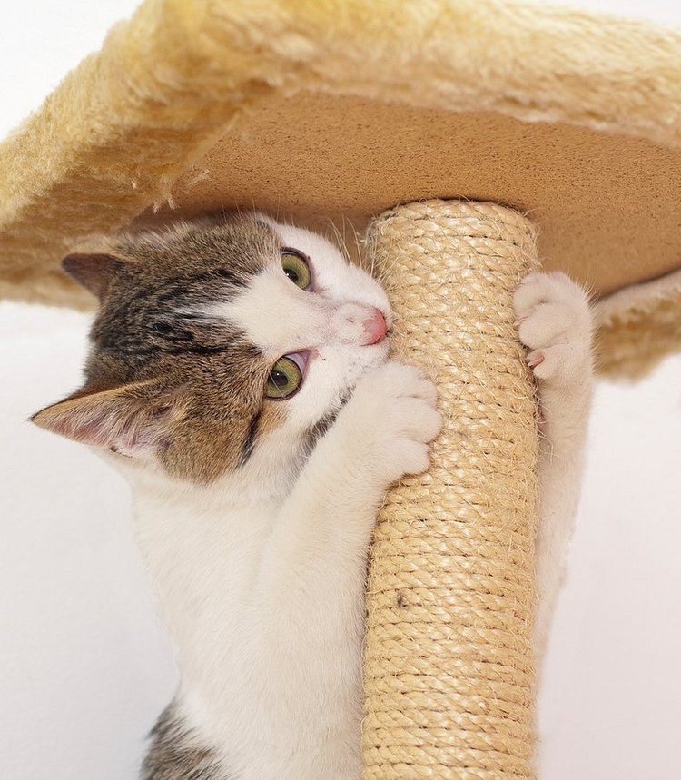 Ткань на мебель от кошек